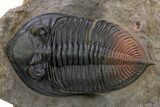 Zlichovaspis Trilobite With Red Tail - Atchana, Morocco #301713-1